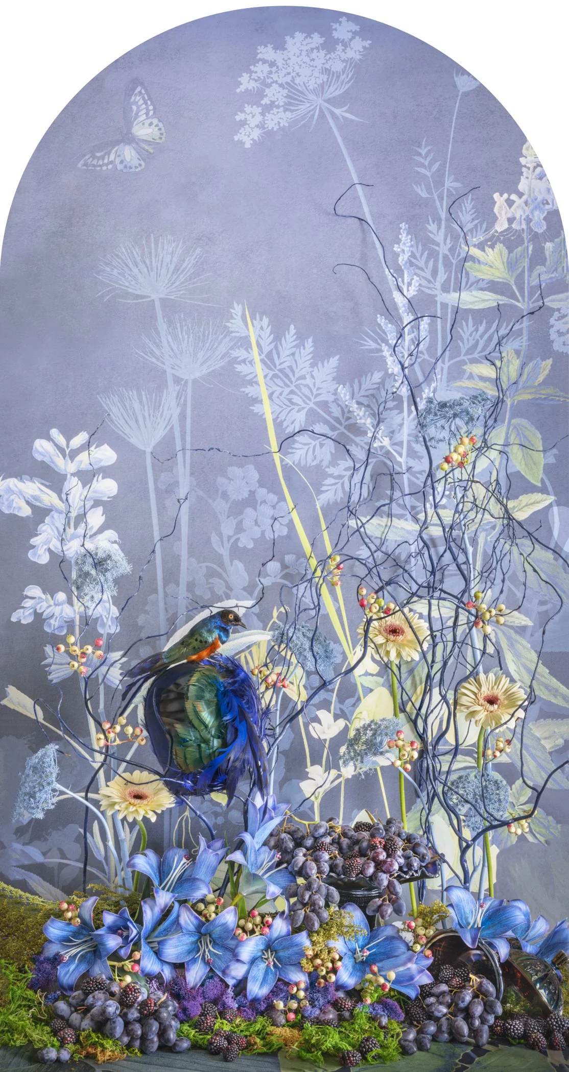 Superb Starling with Blackberry Grapes Nesting, 2026 (Copy)