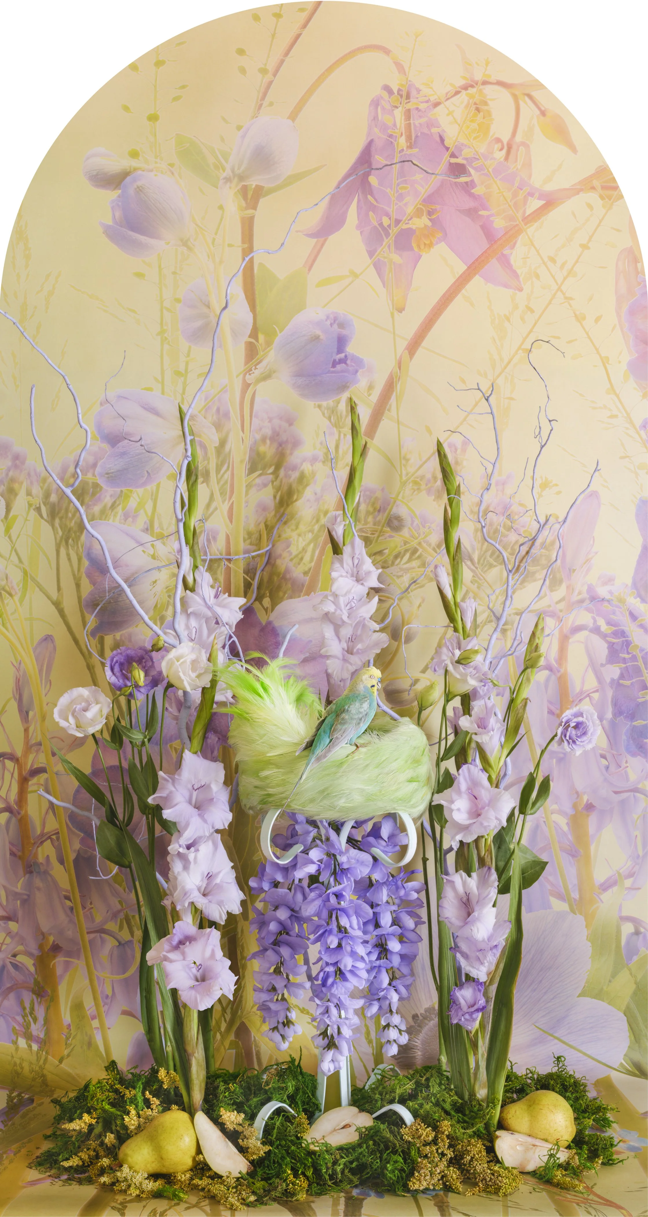 Budgerigar with Pear Nesting, 2026