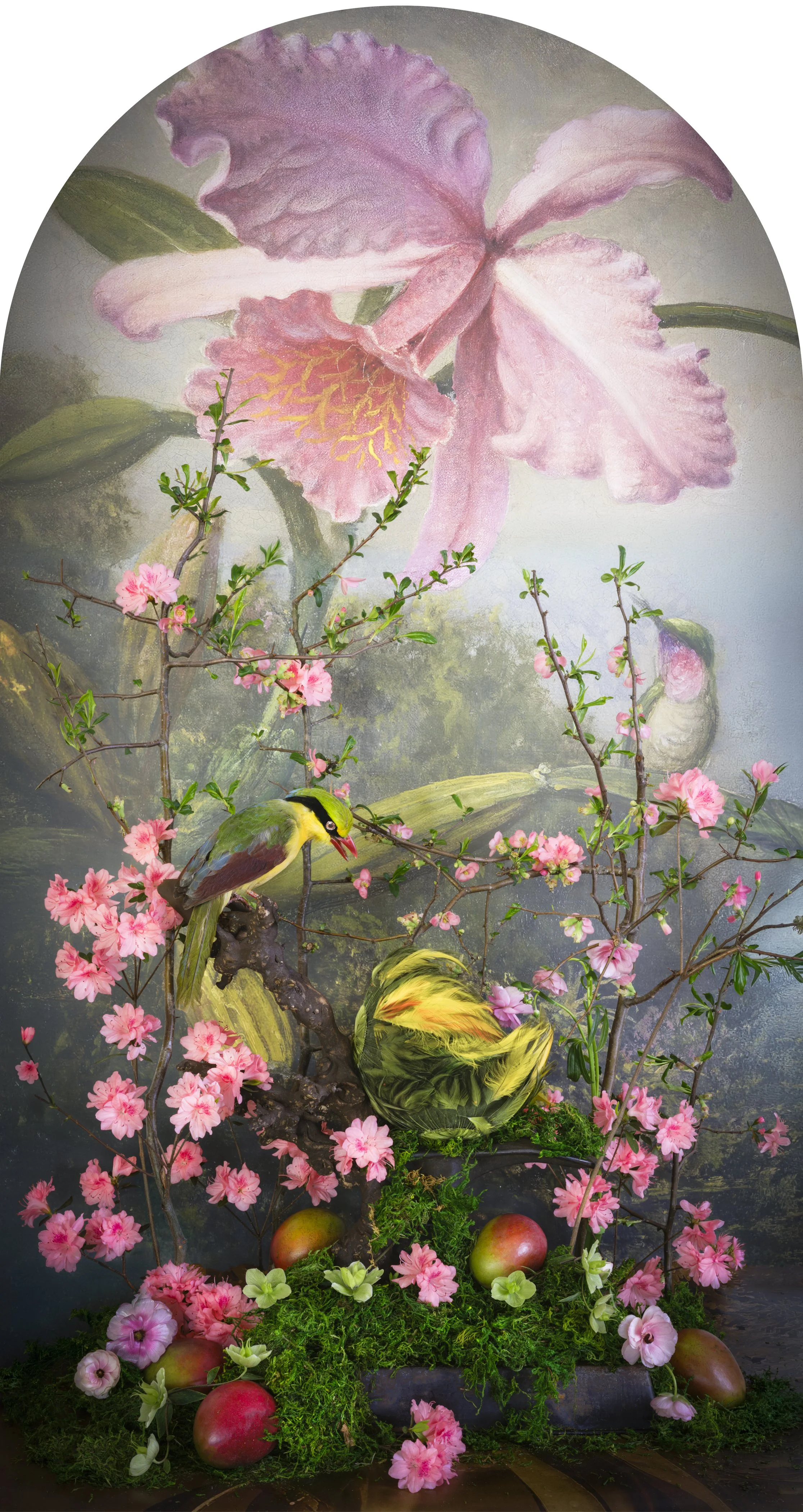 Yellow Breasted Magpie with Mango Nesting, 2026