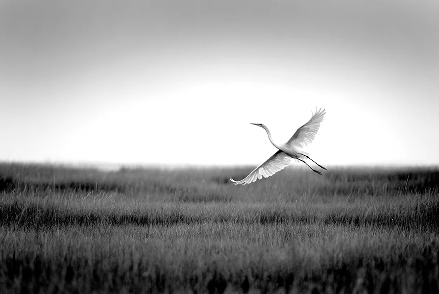 Egret In Flight1.jpg