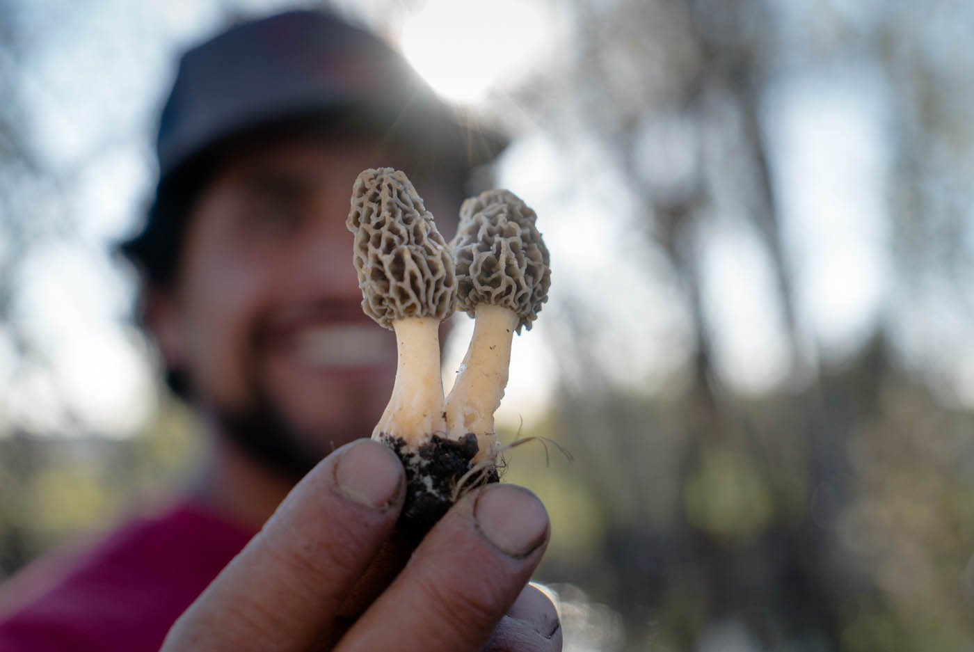 foraging is by far my favorite way to go shopping for groceries - pictured here a pair of beautiful morel mushrooms! PHOTo: Phill Baribeau
