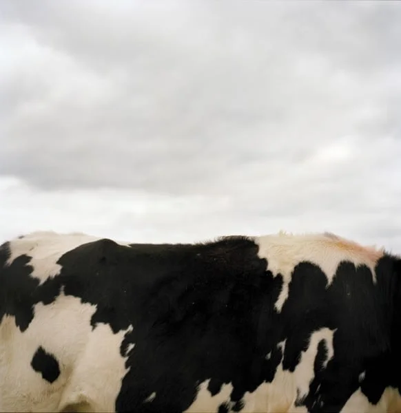 FG17. N41°46.555' W073°50.997' 10/17/04 421ft. (Cow in Clouds)
