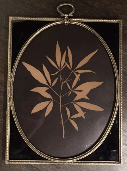 Chaseberry Leaf