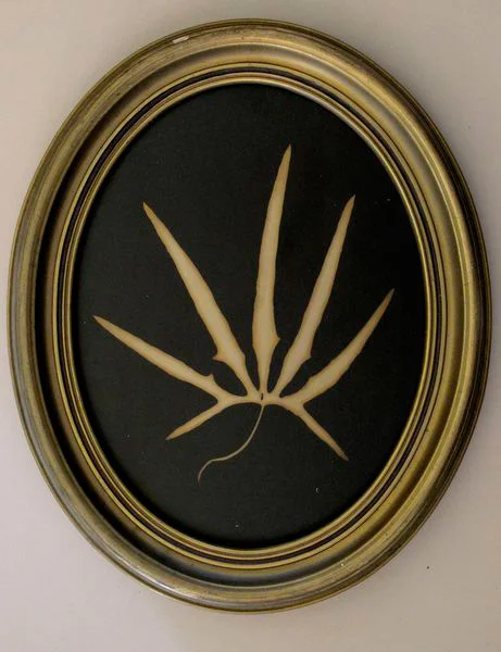 Coyote Gourd Vine Leaf (oval)
