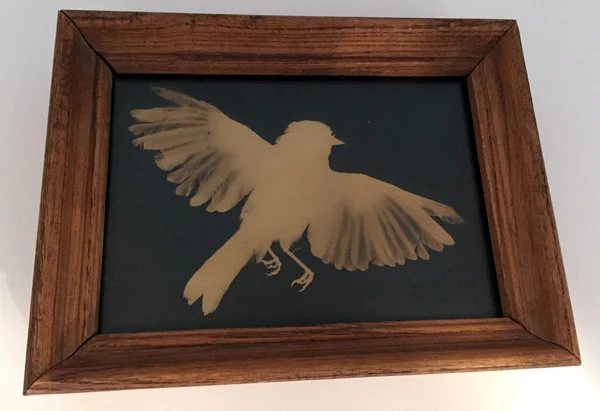 Verdin