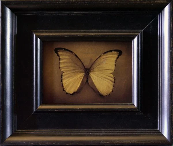 Blue Morpho Butterfly