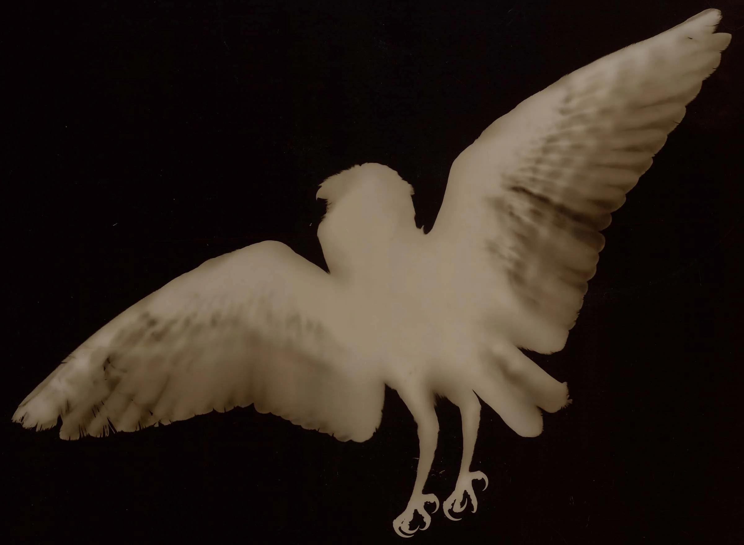 Barn Owl