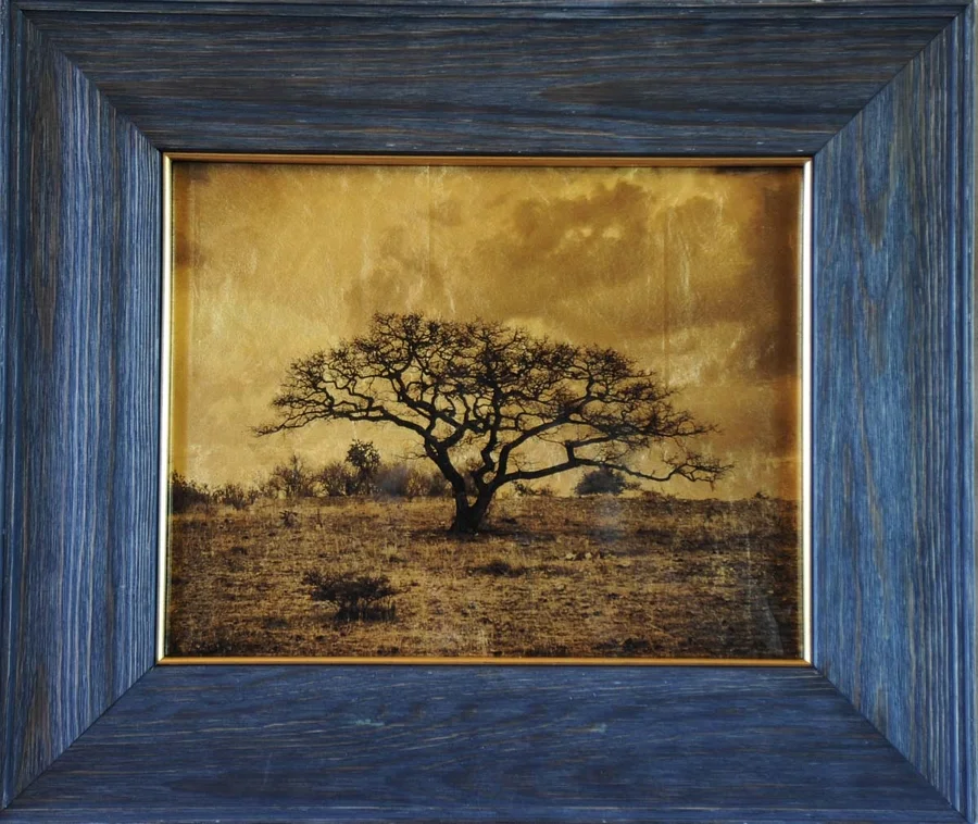 Tree Mexico