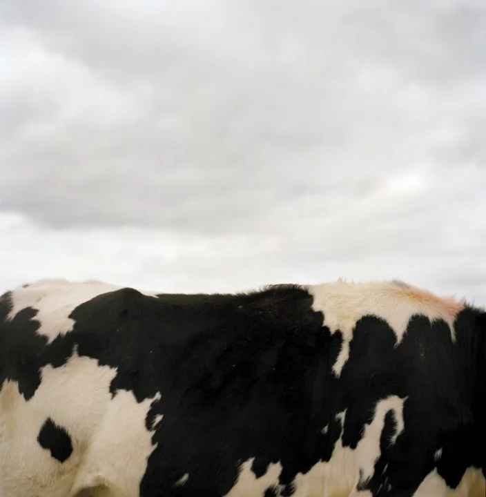 N41º46.555’ W073º50.997’ 10/17/04 421 ft. (Cow in Clouds)