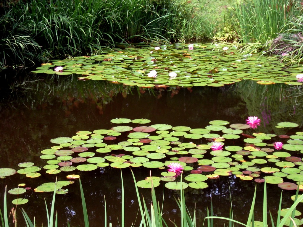 Lily pond streams into swimming pond