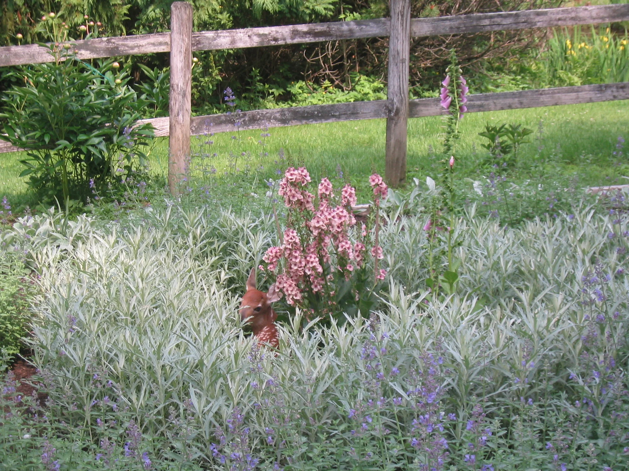 A visitor to the cottage garden