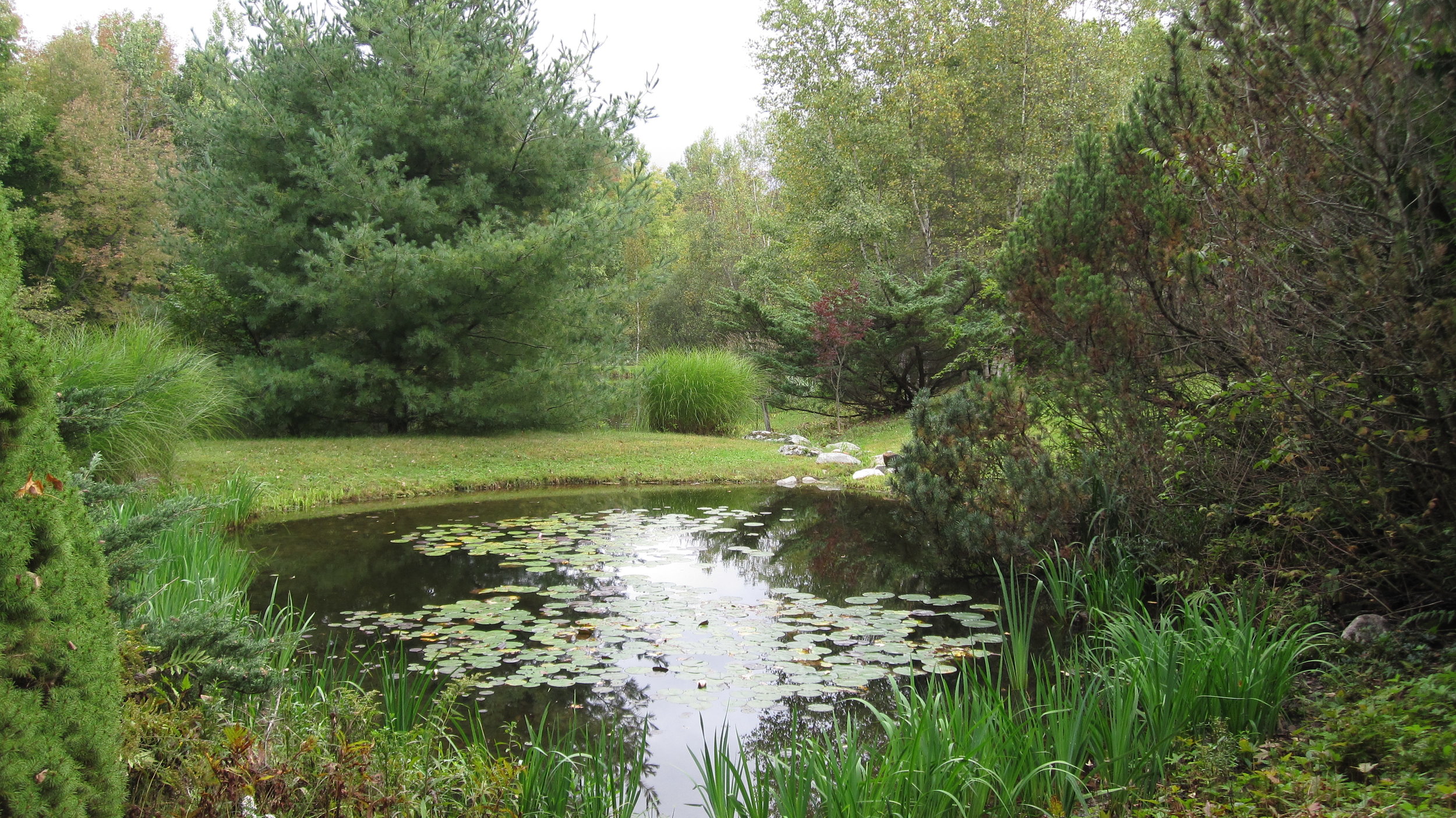 Lily pond streams into the swimming pond