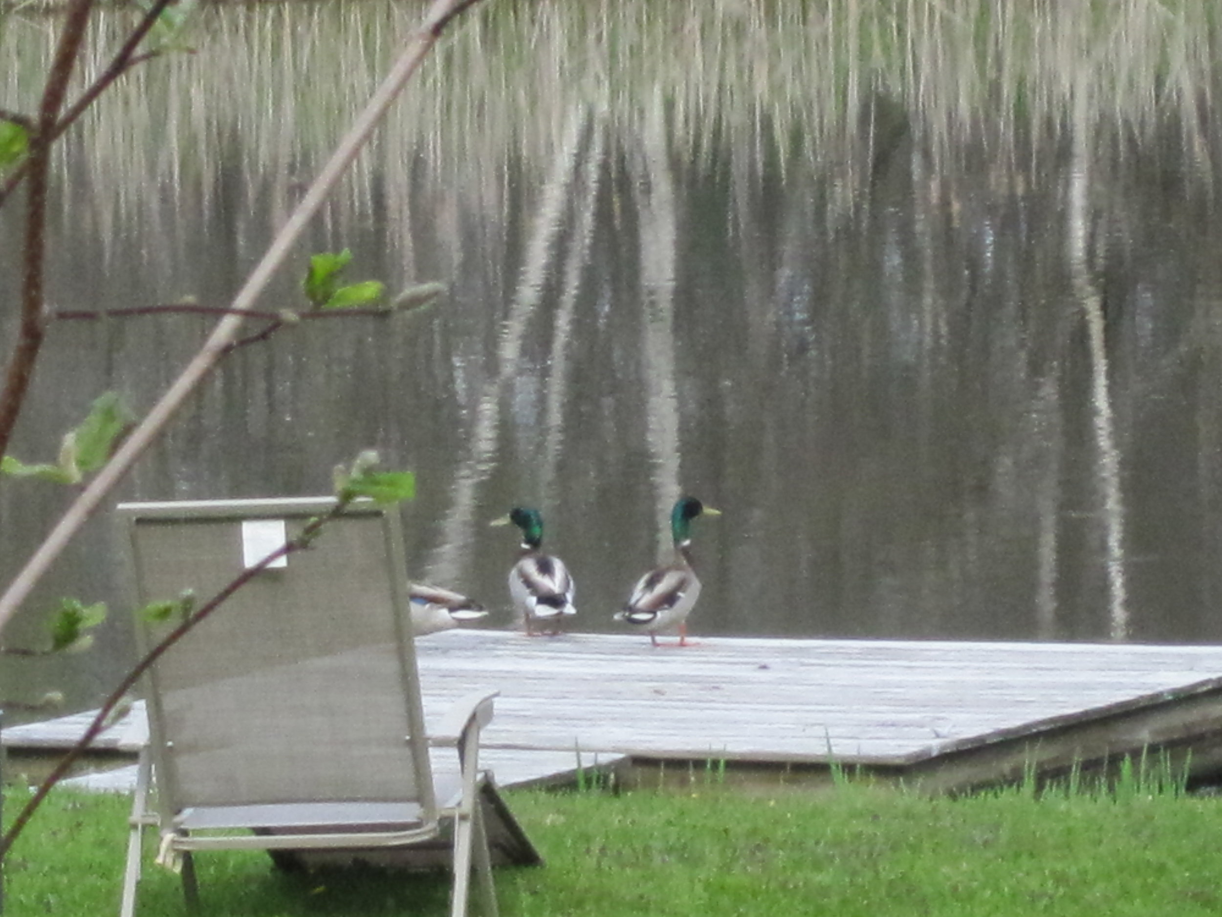 Prospective guests consider the pond