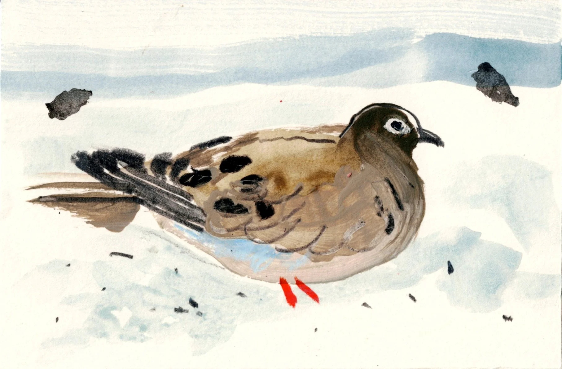 mourning dove.jpg