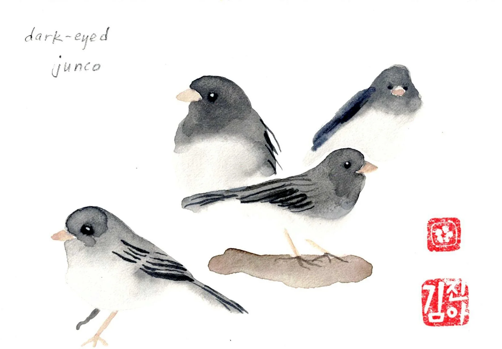 darkeyed junco copy.jpg