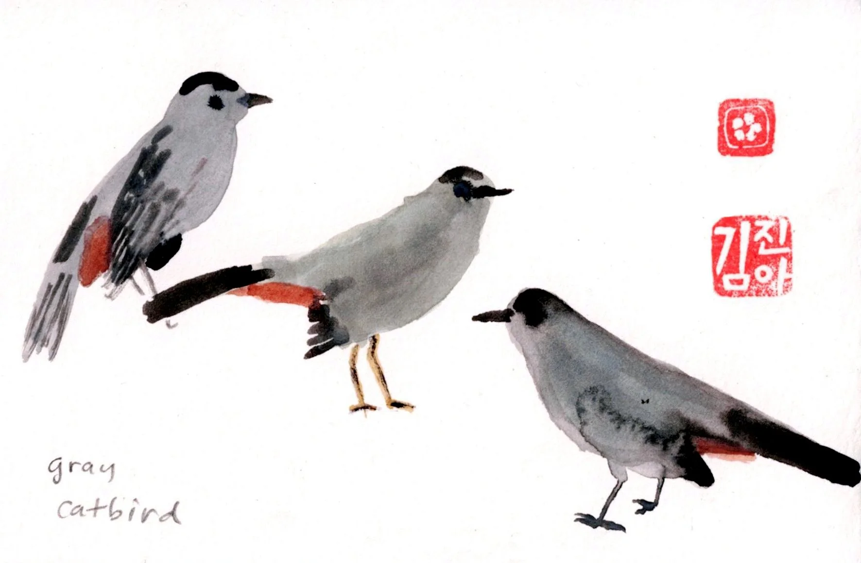 gray catbird copy.jpg