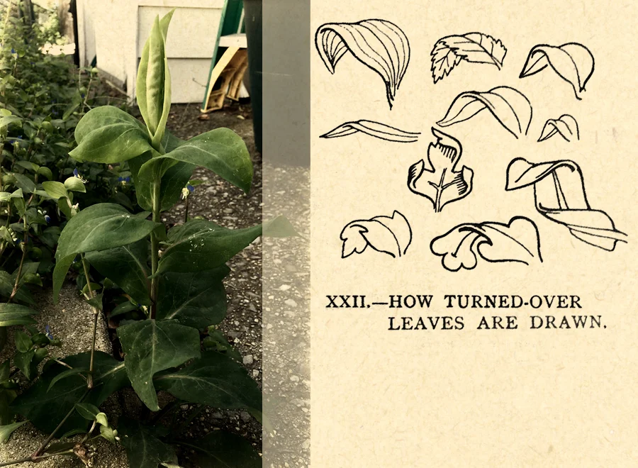 "A note must be made upon the drawing of the turn-over of the leaf. The old draughtsman followed the rule in the accompanying diagram. They broke the nearer outline into two, one overlapping the other as it were, leaving a small passage between them as if the leaf were very thick. This is a very valuable convention and practically indispensable to the decorator." Richard G. Hatton, A Handbook of Plant and Floral Ornament (Dover, 1960), 40. Republication of The Craftsman's Plant-Book , 1909.