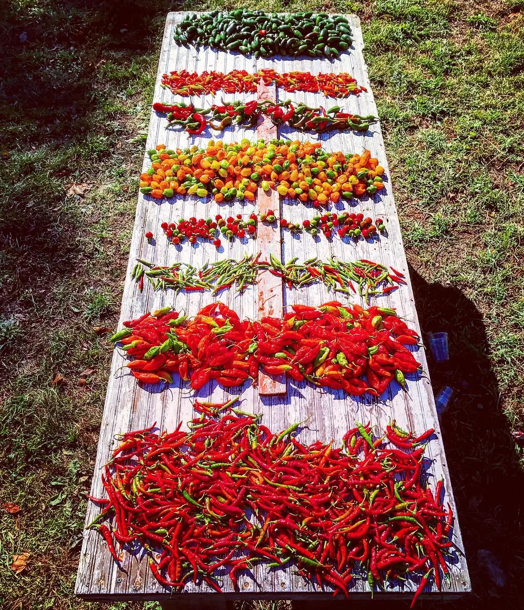 Pepper Harvest.jpg