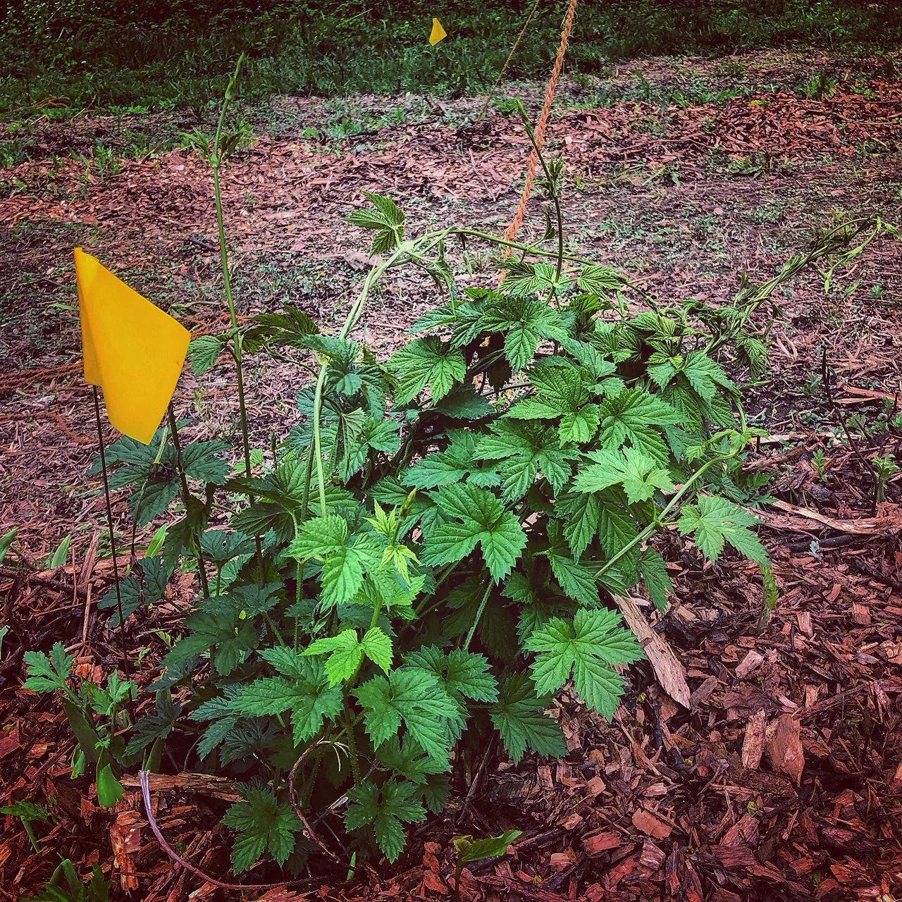 Hops growing on the farm