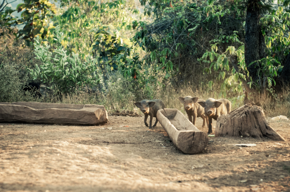 Pai-trekking-Thailand-AmyRolloPhoto-2-24-Edit.jpg