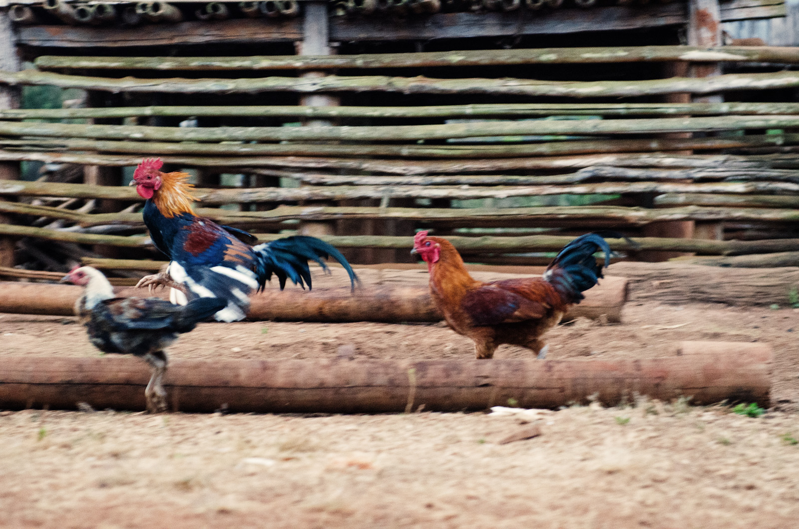 Pai-trekking-Thailand-AmyRolloPhoto-2-37-Edit.jpg