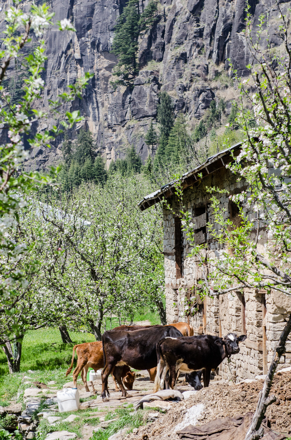 Manali-HimachalPradesh-Bouldering-RockClimbing-AmyRolloPhoto-3085.jpg