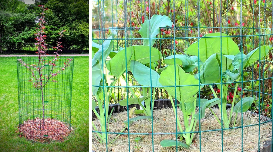 THE DEER CAGE COMPANY