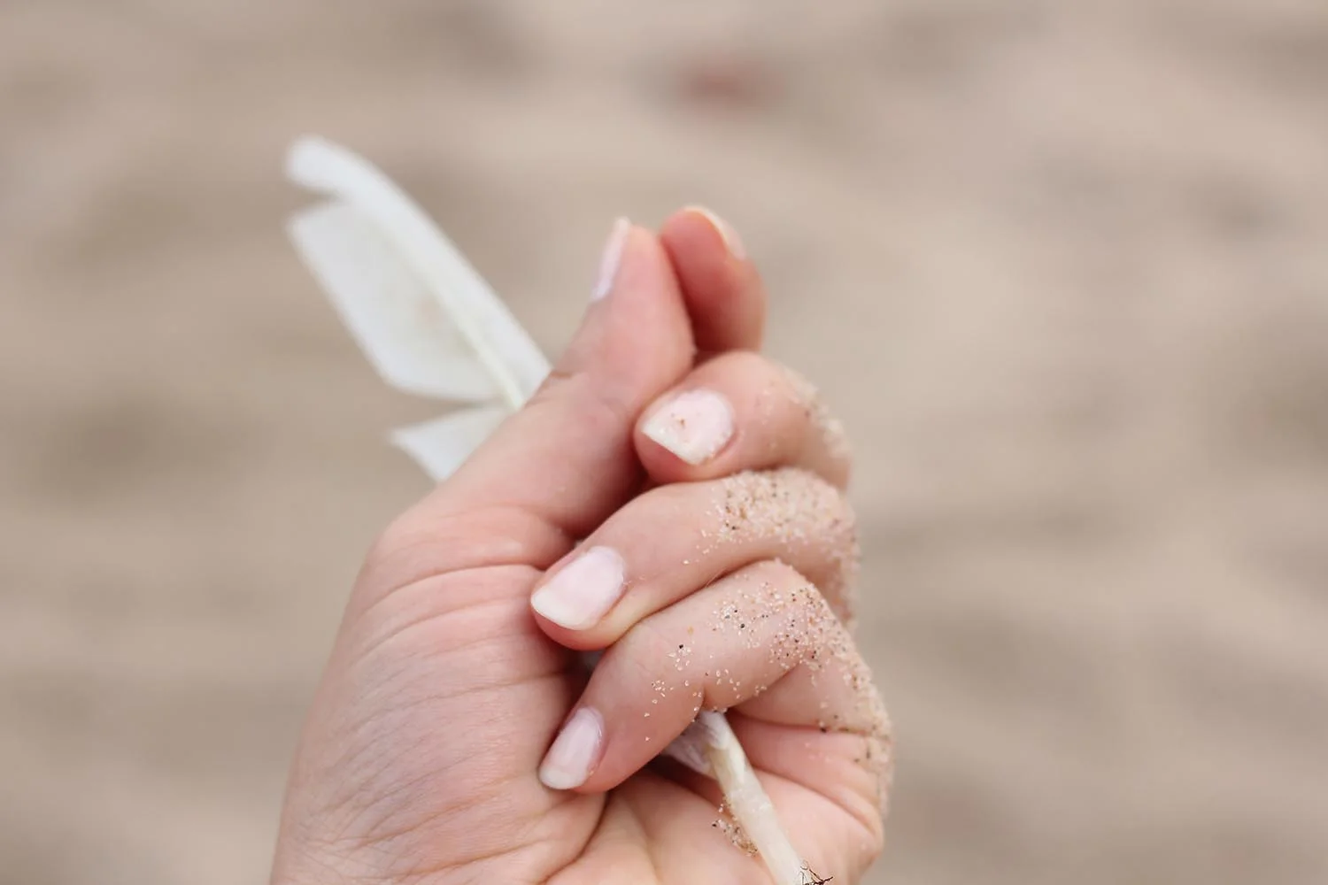 feather.jpg