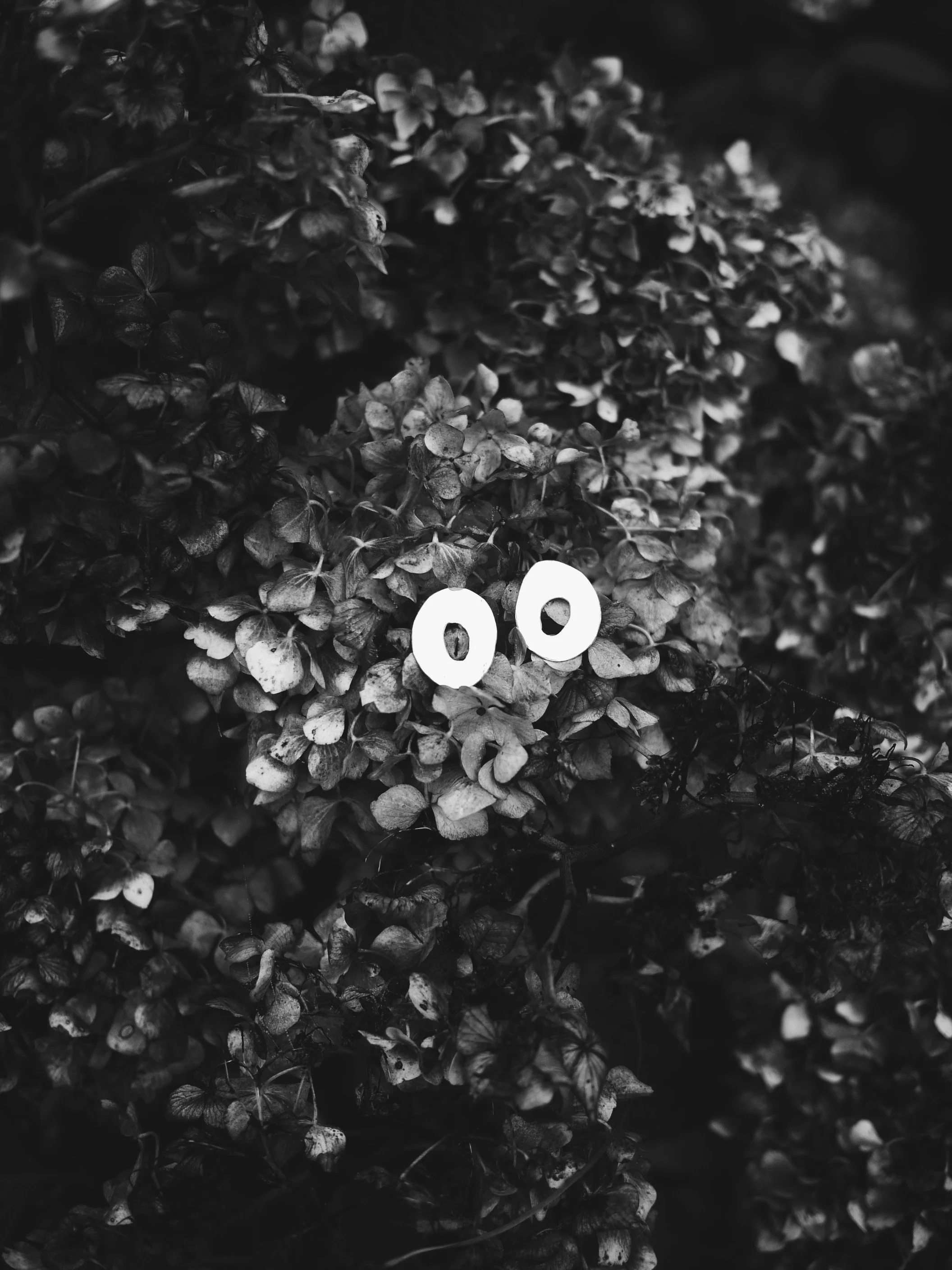 P1230462_VSCO.JPG
