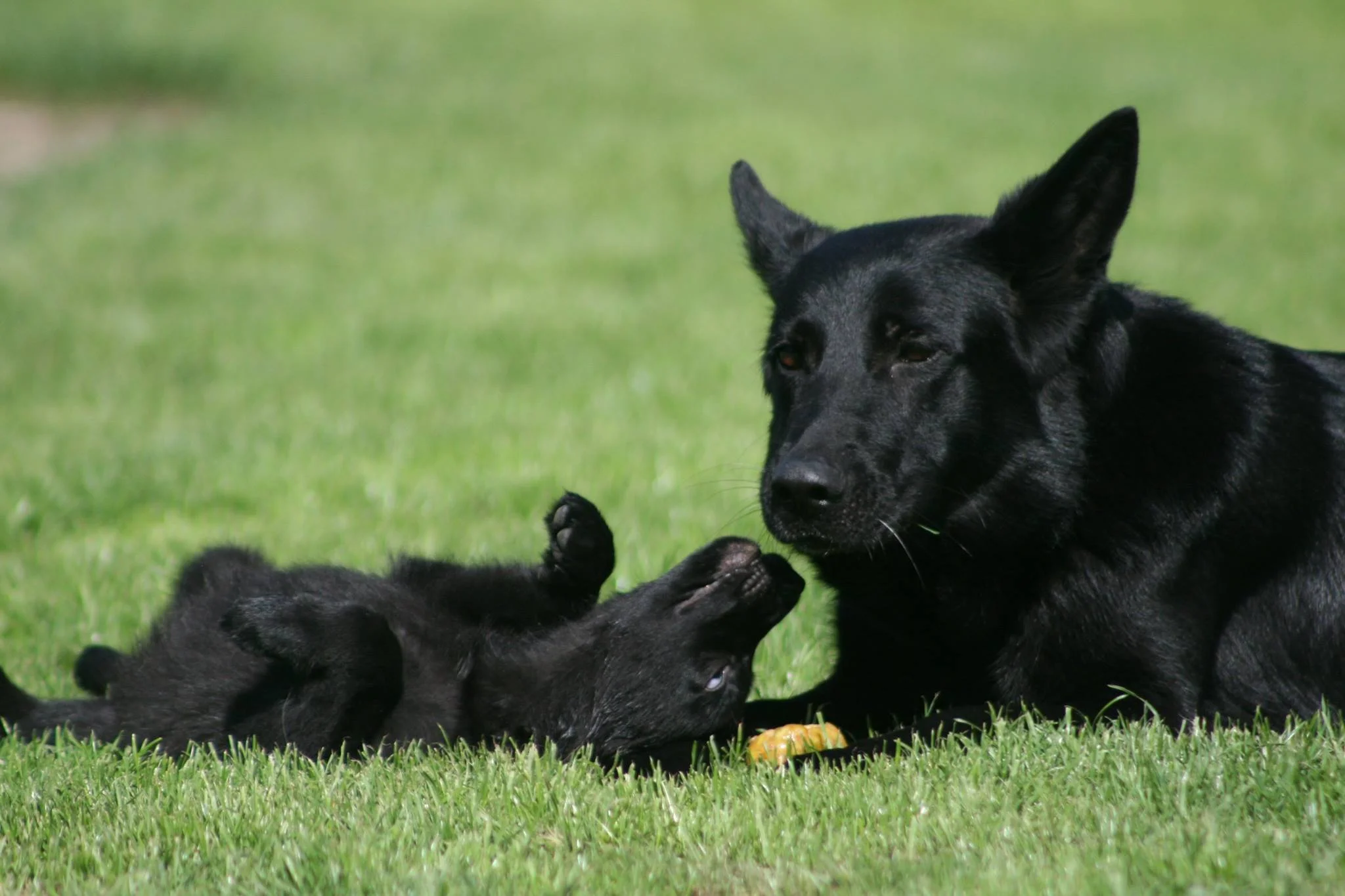 Leesha — Vertrauen German Shepherds
