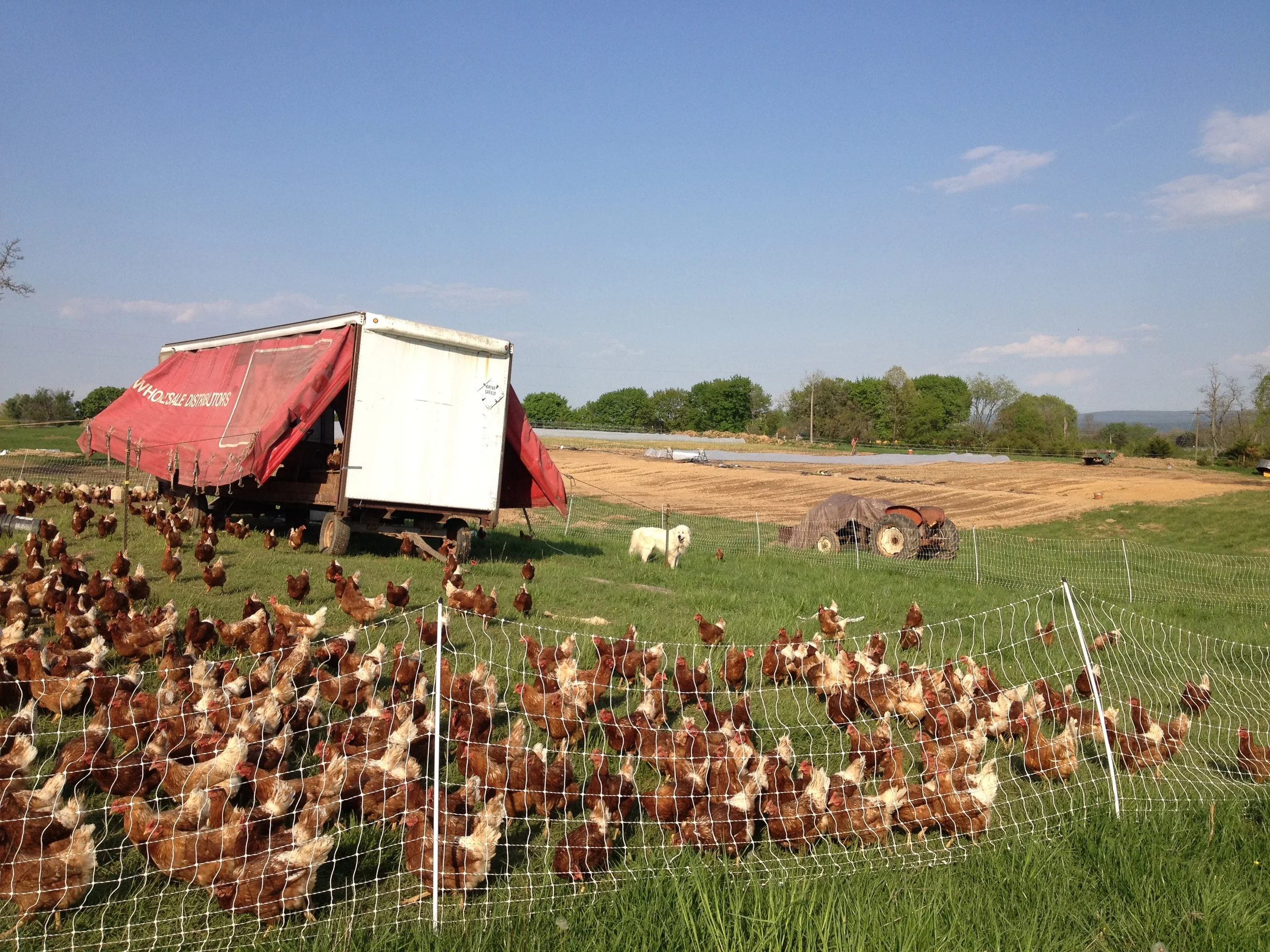Our flock of pasture-raised laying hens has been with us from our first year along with our Great Pyrenees livestock guardian dogs.