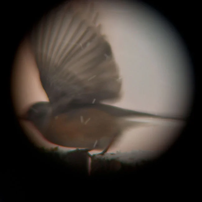 birds have wings