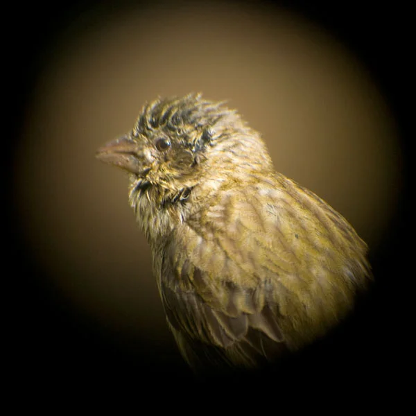 sitting for my portrait