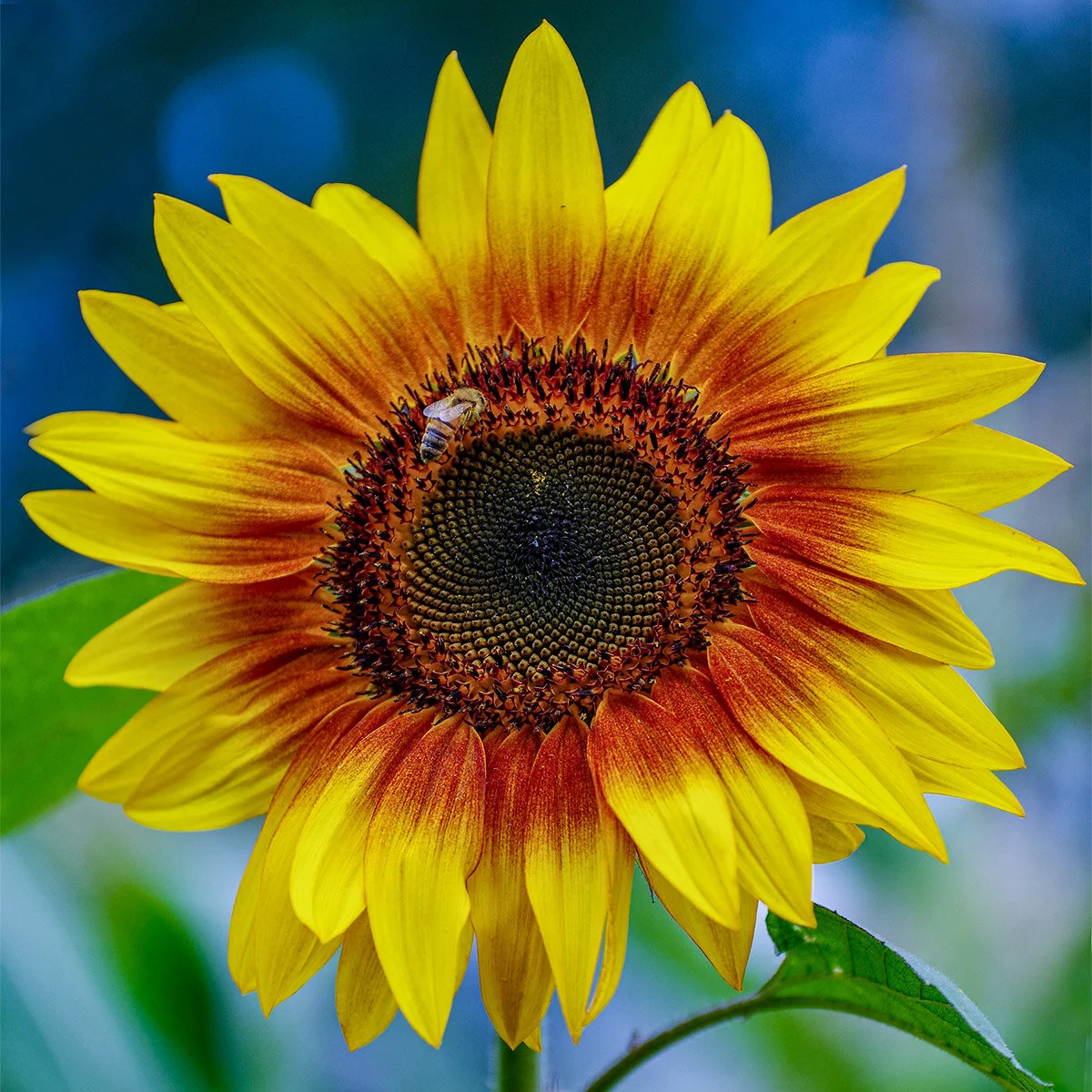 07-18-19 SM_132 sunflowers bees_1200px.jpg
