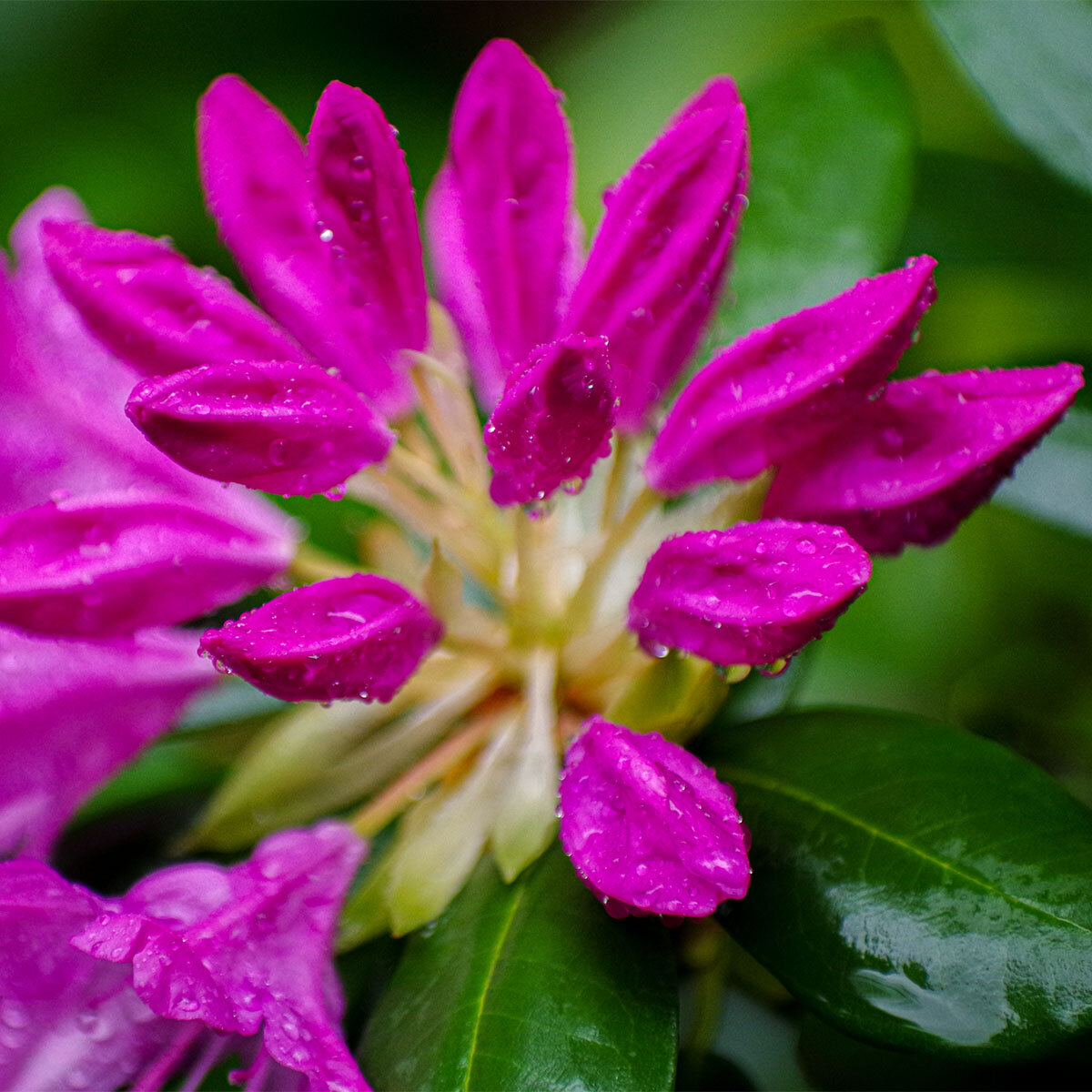 04-29-20 Springtime rhododendron flowers our yard 10_crop square.jpg