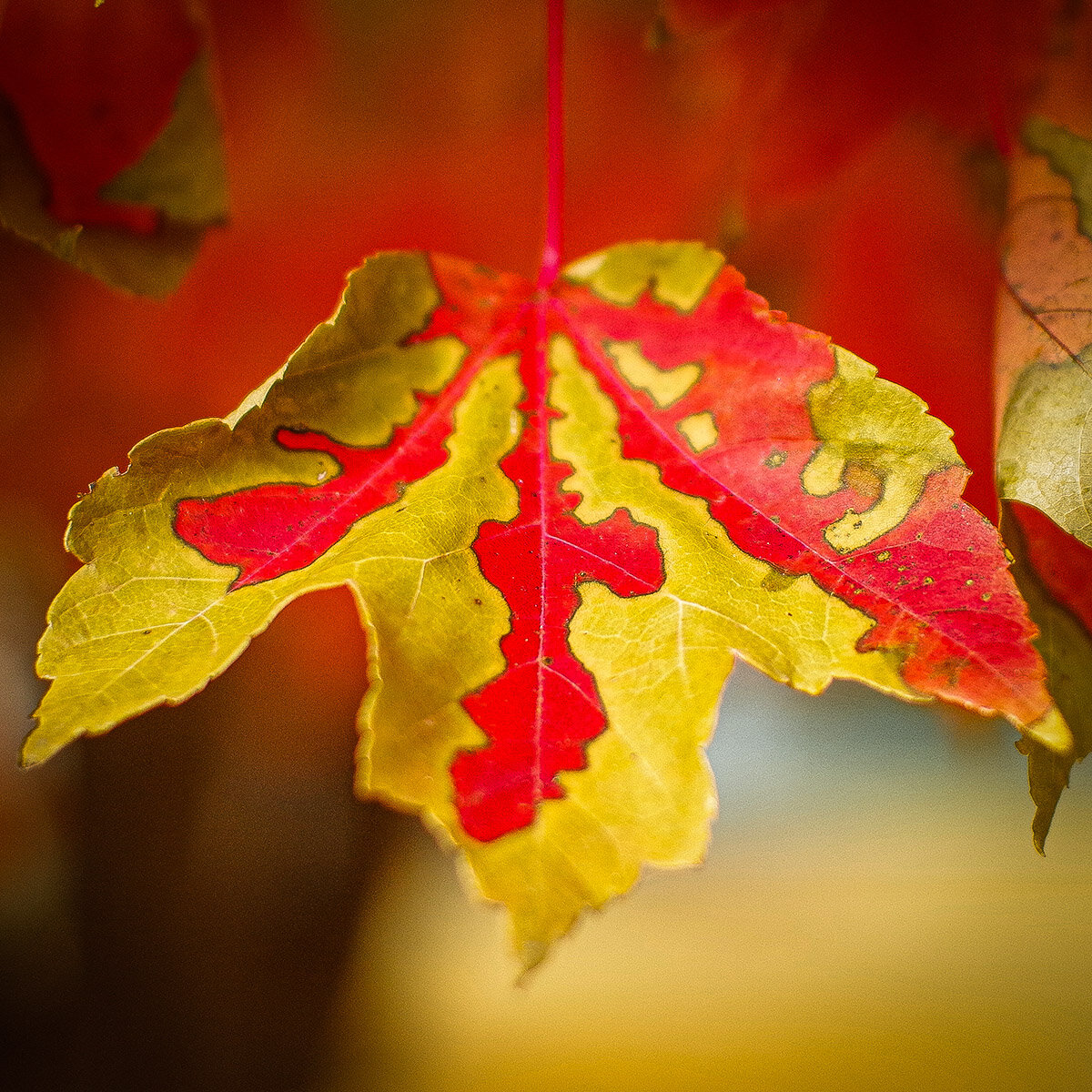 11-24-19 Chattanooga_142 Fall leaves colors best_edit square IG_1200 px.jpg