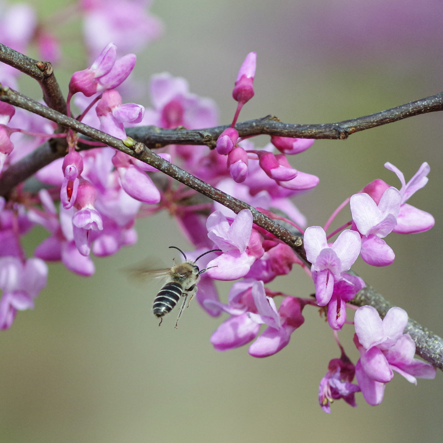 03-21-21 Spring pink redbud tree blooms Barrett Park 002 bee.jpeg