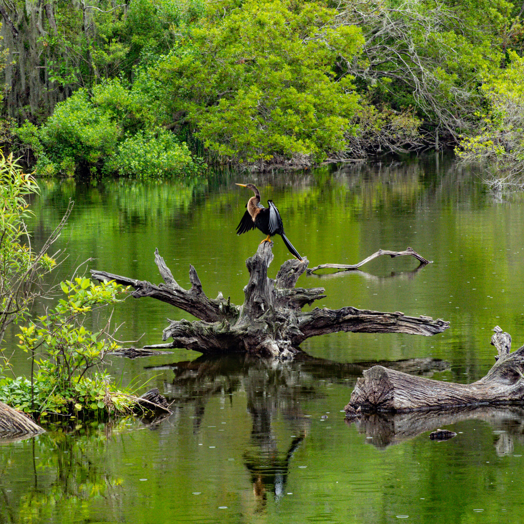 04-08-21 Spring Break 119 Harris Neck preserve Woody Pond cormorant IG Square.jpeg