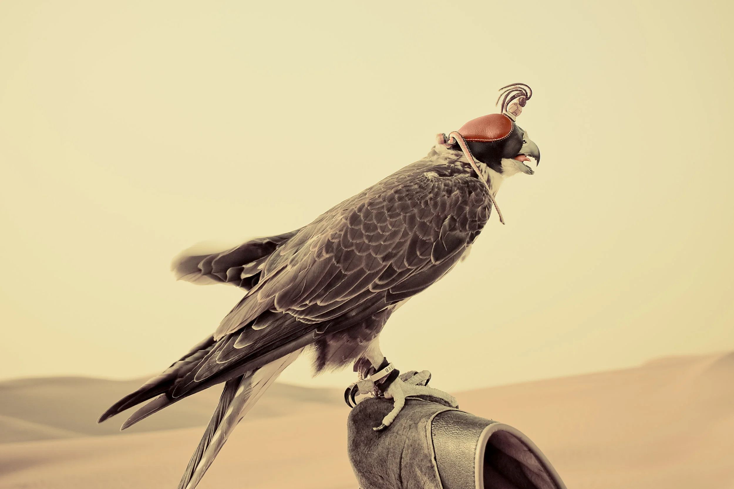 Falcon4.jpg