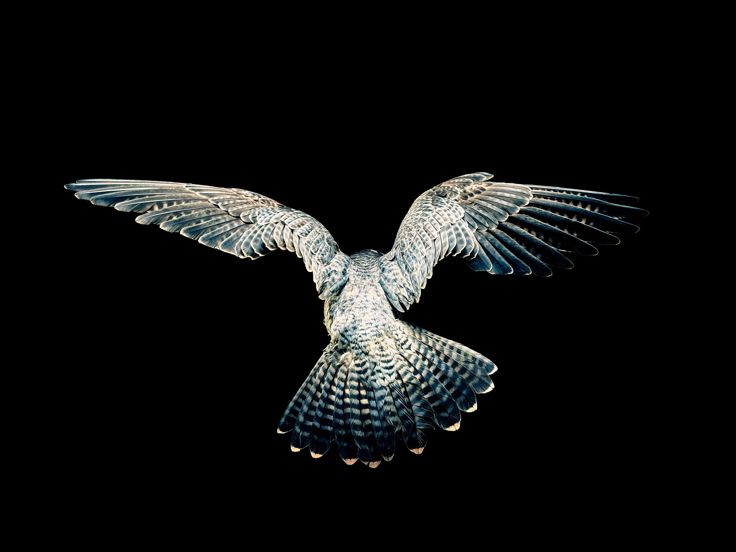Falcons_Falcon04_0588_Final.jpg