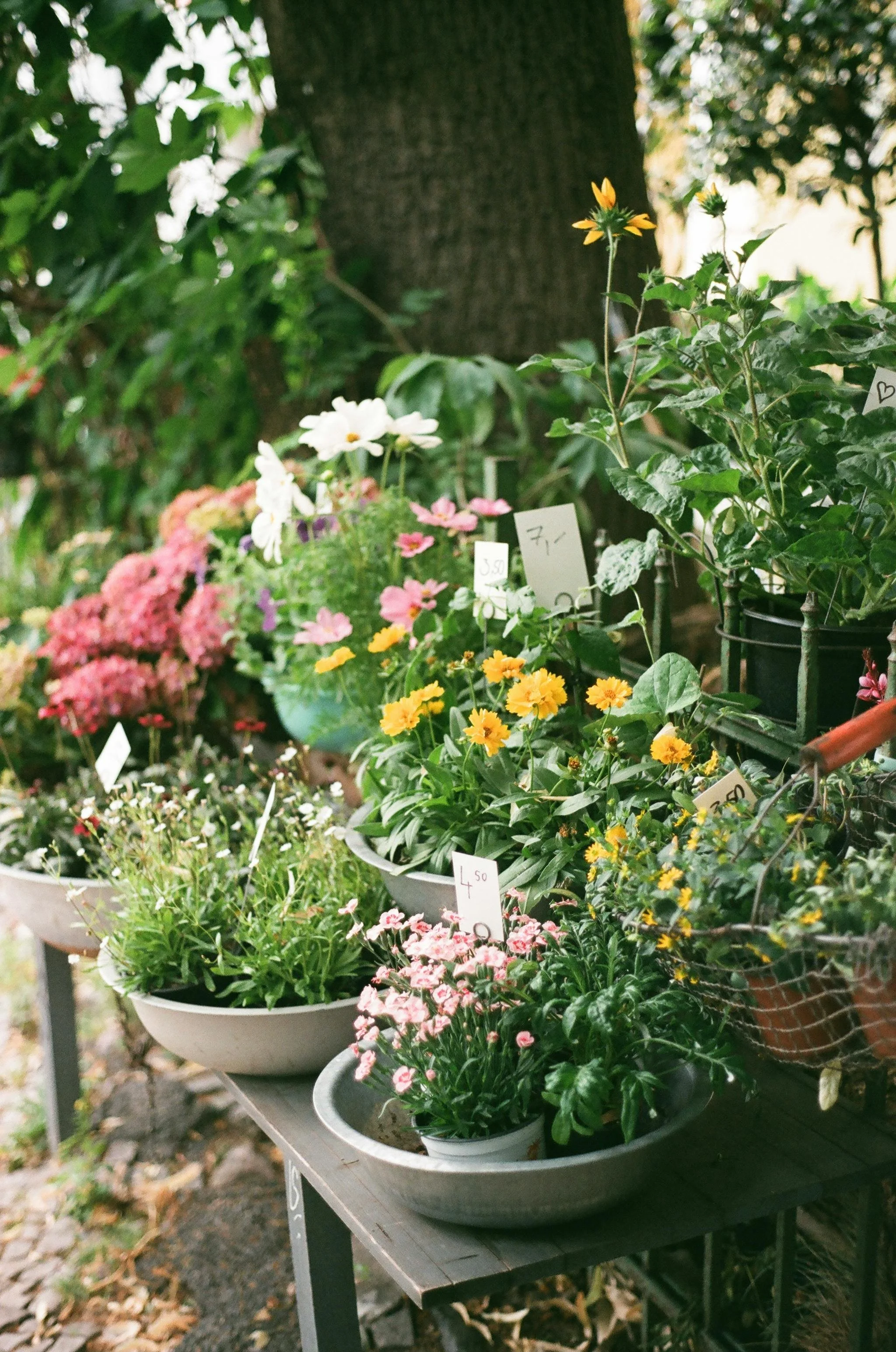 Spring Plant Sale at Fox &amp; Bear Grove: Organic-Grown Vegetables, Herbs &amp; Native Flowers
