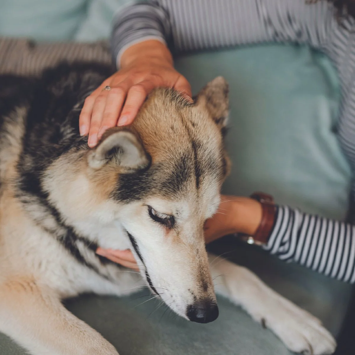 Reiki for Animals