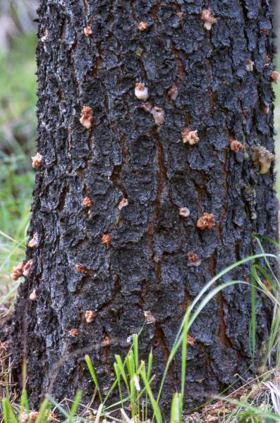 Mountain pine beetle infestation