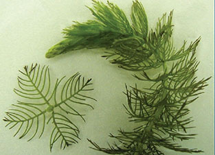 Eurasian Water Milfoil