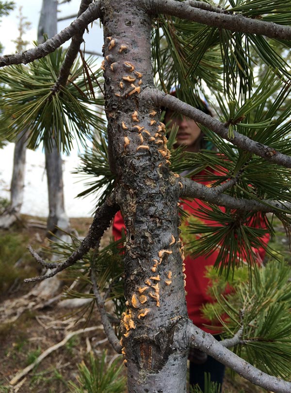 Young whitebark pine infected with blister rust