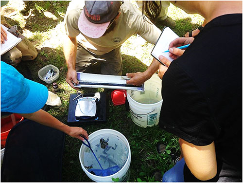Students take notes while Ben Triano processes a Westslope cutthroat trout. (That Western toad seems to be watching him too!)