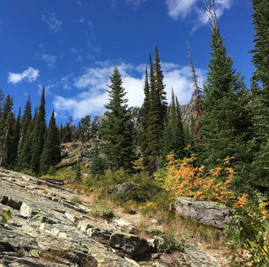 The alpine larch weren’t quite turning yet – but our yellow maples and red huckleberry let us know that fall is near!