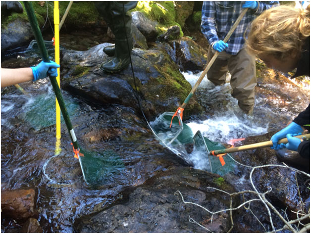 Electrofishing in progress!