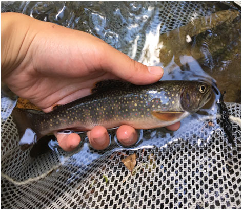 Eastern brook trout. These fish are not native, and in some tributaries, out compete cutthroat trout at lower elevations.