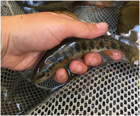 A westslope cutthroat trout – Montana’s state fish! This fish has already been processed, and is recuperating in the stream before being released.